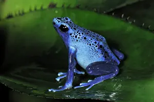 Azureus: Dyeing Poison Dart Frog Blue Poison Dart Frog