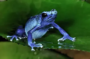 Azureus: Dyeing Poison Dart Frog Blue Poison Dart Frog