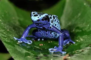 Azureus: Dyeing Poison Dart Frog Blue Poison Dart Frog