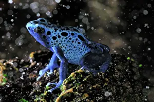 Azureus: Dyeing Poison Dart Frog Blue Poison Dart Frog