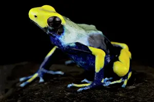 Backgrounds: Dyeing poison dart frog (Dendrobates tinctorius)
