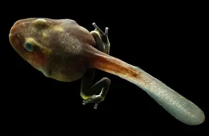 Granular: Dyeing Poison Dart Frog Tadpole