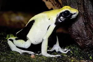 Granular: Dyeing Poison Frog