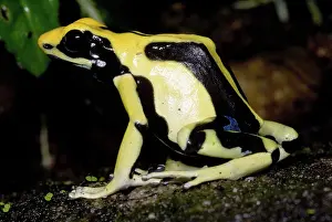 Granular: Dyeing Poison Frog