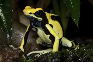 Granular: Dyeing Poison Frog
