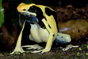 Granular: Dyeing Poison Frog