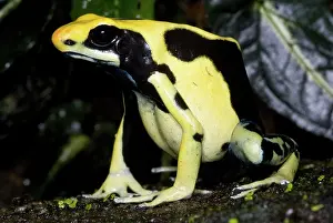 Granular: Dyeing Poison Frog