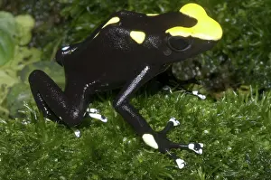 Arrow: Dyeing Poison Frog