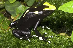 Arrow: Dyeing Poison Frog
