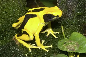 Arrow: Dyeing Poison Frog