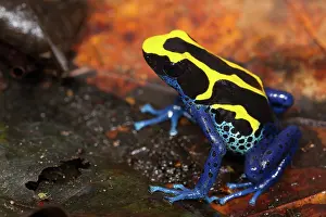 Arrow: Dyeing Poison Frog