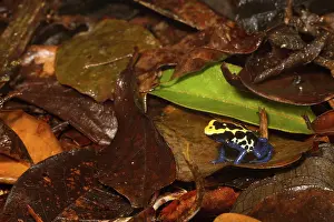 Arrow: Dyeing Poison Frog
