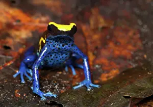 Arrow: Dyeing Poison Frog
