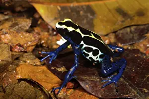 Arrow: Dyeing Poison Frog