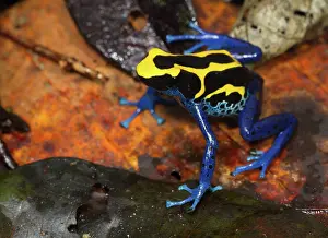 Arrow: Dyeing Poison Frog