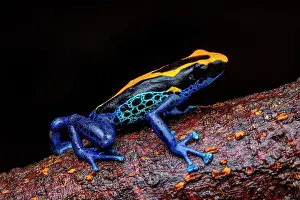 Dendrobatidae: Dyeing poison frog (Dendrobates tinctorius) on a