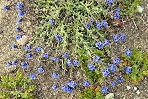 Tinctoria: Dyer's Alkanet - on dunes