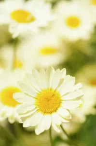 Chamomile: Dyer's chamomile, Anthemis tinctoria E.C. Buxton