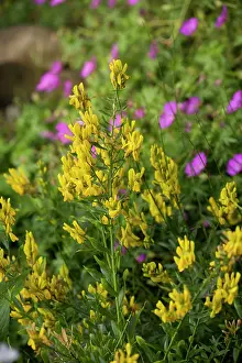 Tinctoria: Dyer's greenweed