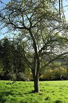 Killed: Dying apple tree