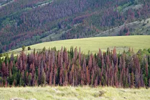 Invasion: Dying and dead trees from Bark Beetle that has