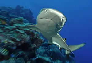 Shark: Dynamic photo of large grey reef shark (Carcharhinus