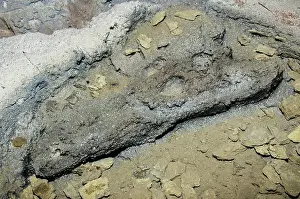 Snouted: Dyrosaurid Crocodile Skull Fossil in Stone