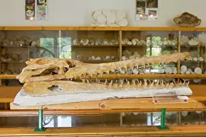 Millions: Dyrosaurus phosphaticus Head - Marocco - Lower