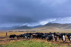 Cattleman: Dzos herd in the Steppe - Mongolia Arkhangai
