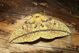 Saturniid: Eacles Oslari