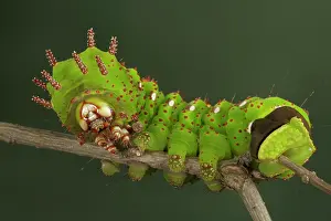Penelope: Eacles penelope Moth - Caterpillar