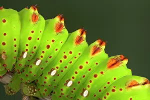 Penelope: Eacles penelope Moth - Caterpillar - the caterpillar