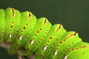 Penelope: Eacles penelope Moth - Caterpillar - The caterpillar