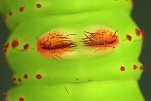 Penelope: Eacles penelope Moth - Caterpillar - the caterpillar