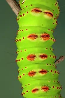 Penelope: Eacles penelope Moth - Caterpillar - the caterpillar