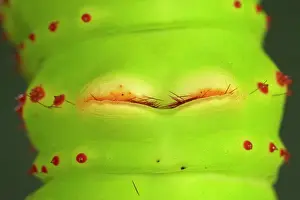 Penelope: Eacles penelope Moth - Caterpillar - The caterpillar