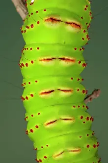Penelope: Eacles penelope Moth - Caterpillar - The caterpillar
