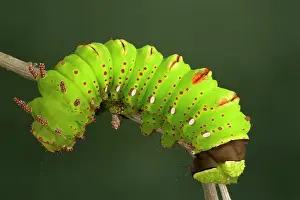 Penelope: Eacles penelope Moth - Caterpillar - The caterpillar
