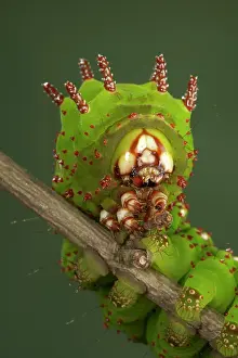 Penelope: Eacles penelope Moth - Caterpillar - Head