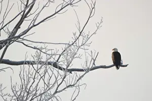 Rime: Eagle and Frost