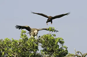 Bateleur: Eagle Harasses a Vulture