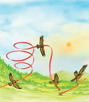 Miles Kelly Publishing: Eagle hunting using thermals