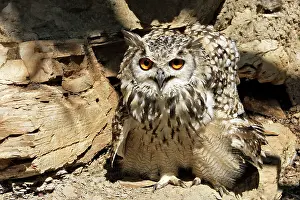 Bengalensis: Eagle Owl Bengal / Indian Eagle Owl