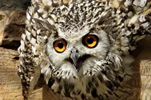 Bengalensis: Eagle Owl Bengal / Indian Eagle Owl