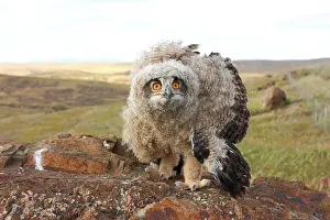 Pubescence: Eagle Owl (Bubo bubo) 5 week old chick in defensive