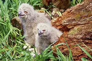 Owlet: Eagle Owl (Bubo bubo) chicks