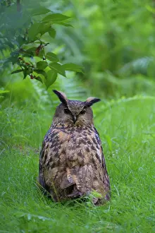 020522: Eagle Owl (Bubo bubo), sitting in meadow