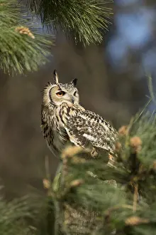 Capensis: Eagle Owl - Captive - UK