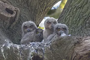 141020: Eagle Owl - chicks in the nest - Germany