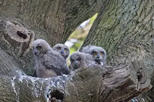 141020: Eagle Owl - chicks in the nest - Germany